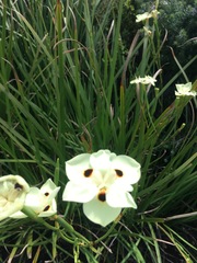 Dietes bicolor