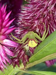 Misumenops callinurus