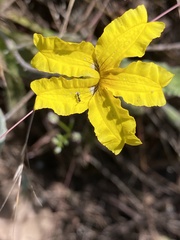 Goodenia robusta