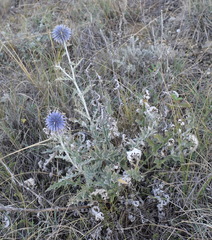 Echinops ritro ruthenicus