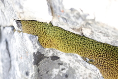 Hypodontium