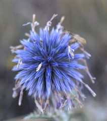Echinops ritro ruthenicus
