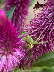 Misumenops callinurus