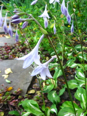 Hosta undulata