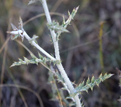 Echinops ritro ruthenicus