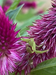 Misumenops callinurus