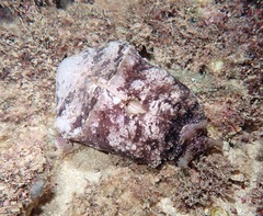 Dolabella auricularia
