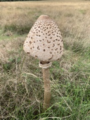 Macrolepiota procera