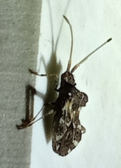 Centrocoris variegatus