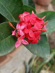 Trigona fulviventris