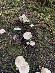 Albatrellus avellaneus