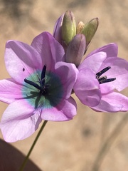 Ixia longistylis