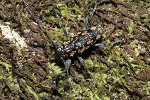 Psapharochrus laetificus