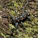 Aegomorphus laetificus - Photo (c) Dieter Schulten, some rights reserved (CC BY), uploaded by Dieter Schulten
