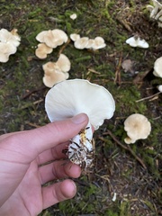 Albatrellus avellaneus