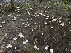 Albatrellus avellaneus