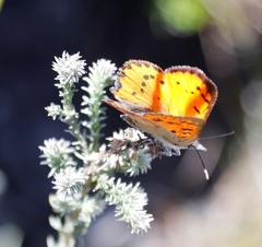 Chrysoritis chrysaor