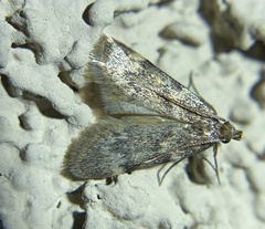 Aglossa caprealis