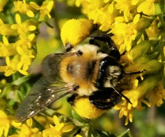 Melissodes dentiventris