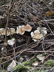 Albatrellus avellaneus