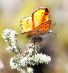 Chrysoritis chrysaor