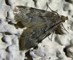 Aglossa caprealis