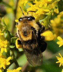 Melissodes dentiventris