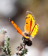 Chrysoritis chrysaor