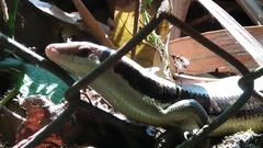 Eutropis longicaudata