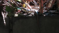 Eutropis longicaudata