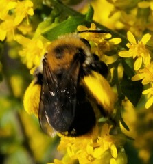 Melissodes dentiventris