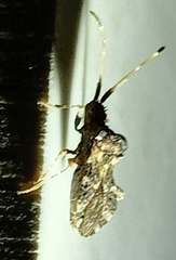 Centrocoris variegatus