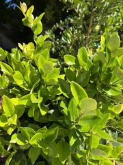 Ficus nitidifolia
