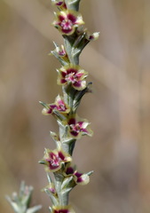 Salsola tamariscina