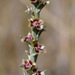 Salsola tamariscina - Photo (c) Вадим, some rights reserved (CC BY-NC), uploaded by Вадим