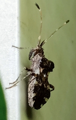 Centrocoris variegatus