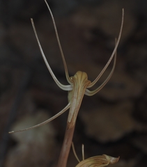 Arachnitis uniflora