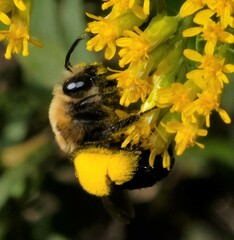 Melissodes dentiventris