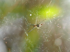 Cyrtophora cicatrosa