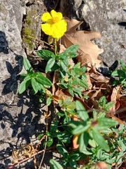 Helianthemum