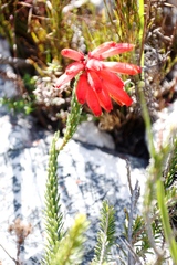 Erica cerinthoides cerinthoides