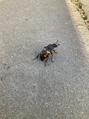 Nicrophorus orbicollis