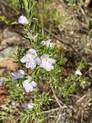 Prostanthera behriana