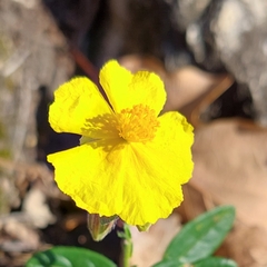 Helianthemum