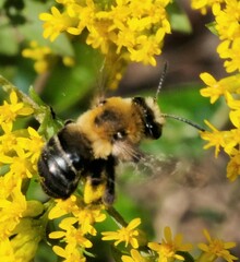 Melissodes dentiventris