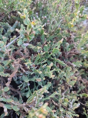 Genista tridentata