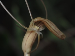 Arachnitis uniflora