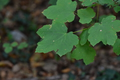 Acer opalus obtusatum