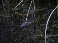 Microtus richardsoni