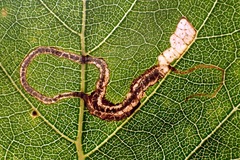 Lyonetia clerkella